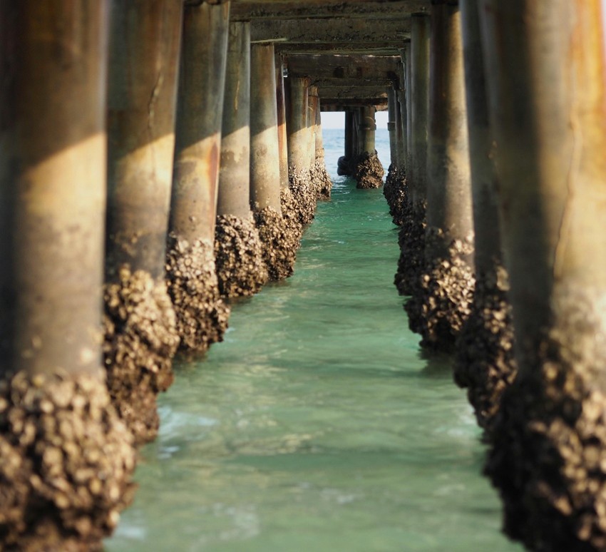 Several boardwalk pillars are in the ocean. Top several feet are anove sea level, with large overgrowth of marine buildup (seashells, barnacles, etc) at the base of each pillar area just touching the waterline. 